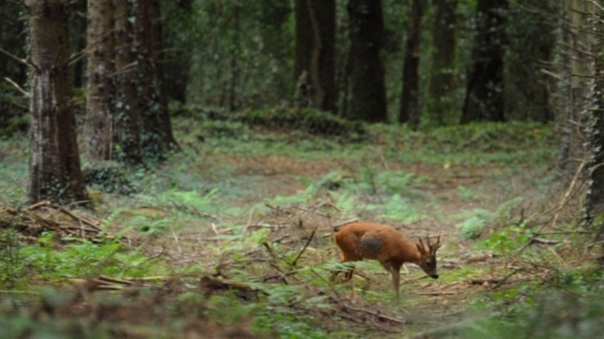 miniature vidéo chevreuil